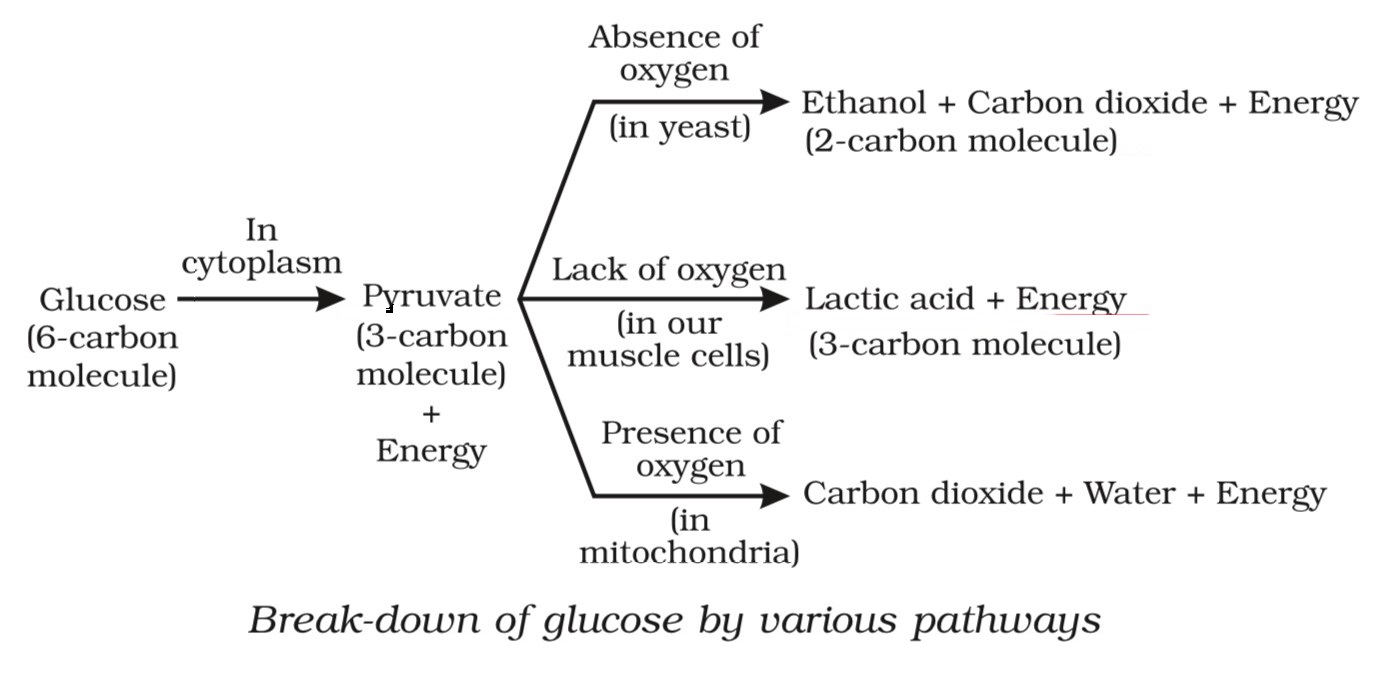 Break-down of Glucose
